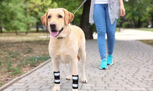 The Impact of Splints and Hock Braces on a Dog’s Quality of Life and Mobility